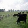 Britain foot and mouth outbreak cattle